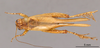 CollectionObject 2804074; FCE- GY 69, occurrenceID:- GY 69, a96c1629-1a7a-4e57-8eff-6d0d8bdc52e8: URUGUAY-Tacuarembó, Tacuarembó Chico, 25-I-1960, C.S.Carbonell. Male, dorsal habitus. Facultad de Ciencias - UDELAR (FCE - GY 069). (CollectionObject).