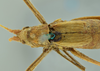 CollectionObject 1531870; 1d0f0300-54ba-421f-a28d-7fb3256723c3: female head, pronotum and wings, dorsal view (holotype). (CollectionObject).