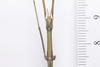 CollectionObject 1573902; 08b362b2-c898-4982-970f-c8bd8d5200c0: copyright Murcia. female (holotype), head and thorax, dorsal view. (CollectionObject).