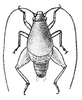 Fig. 219. male, dorsal view. Depicts Cycloptilum squamosum Scudder, 1869, an Otu.