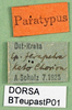 CollectionObject 1502604; d3182ca4-4c59-4902-abd6-3790ff1b5347: labels (paratype). (CollectionObject).