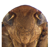 Head on Coarctana taurina Domahovski & Cavichioli, 2023: Male holotype [DZUP]: head, ventral view. (Observation).