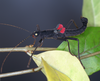 copyright P.D. Brock. Culture stock, ex. Peru on privet Ligustrum sp., showing startle display. Depicts Peruphasma schultei Conle & Hennemann, 2005, an Otu.