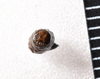 Acrophylla cookorum Brock & Coupland, 2022: copyright Paul D. Brock. egg laid by holotype, showing operculum. (Otu).