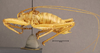 CollectionObject 1507300; 8eaa05bb-16ee-4997-ab53-9899202b2b67: male, lateral view (holotype). (CollectionObject).