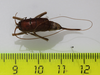 CollectionObject 1583556; 0e3e7304-349f-43f6-ab9b-02cf0cb6682f: female, dorsal view (paratype). (CollectionObject).