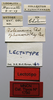 labels (lectotype). Depicts CollectionObject 1535513; 2f521795-bcd4-4cd9-b6dc-67399c4df913, a CollectionObject.