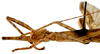 CollectionObject 1564004; ac99f267-3967-445a-827e-09ad64d3c6b8: copyright ISNB, Brussels. female: head and thorax, lateral view (holotype). (CollectionObject).