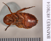 Periplaneta lateralis Walker, 1868: Holotype, female, ventral. BMNH(E)#878014. (Otu).