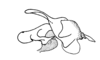 Pauracris tenera Descamps & Amédégnato, 1972: Fig. 47. phallic complex, epiphallus and ectophallus membrane removed, lateral view. (Otu).