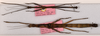 Staelonchodes malleti (Bragg, 2001): copyright OUMNH. male and female (paratypes). (Otu).
