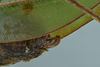 CollectionObject 1532201; 1b9c2e5f-0992-4ae0-bc68-8bb4aac101ca, NMW No. 57362: female terminalia, lateral view (syntype of Dictyota pruinosa). (CollectionObject).