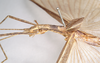 CollectionObject 1559057; 7e532d44-d0aa-4908-a472-c1dda34e1d19: copyright Natural History Museum, London. female: head and thorax, lateral view (holotype). (CollectionObject).