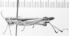 CollectionObject 1524440; c6510ced-54d0-43c1-9d4b-f0e624c08d9e: female (holotype of Cornops bivittatum). (CollectionObject).