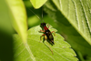 FieldOccurrence 3639; d1a1e1d7-1abb-4982-9834-c77eb8390363; Terraplén Costero de Berisso, : male (March 2023). (FieldOccurrence).