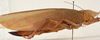 CollectionObject 1534701; c3c8ec24-4a59-4979-ab10-8bb222ed7175: female habitus, lateral view (syntype of Mataeus longipennis). (CollectionObject).