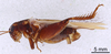 CollectionObject 1522776; a5758e9d-eed7-4c5c-b080-ca9e3ed7dd9c: Male, lateral view (holotype). (CollectionObject).
