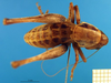 CollectionObject 1502126; 894cea57-2587-4ab2-8e1b-efd7126c26b8: male, dorsal view (type). (CollectionObject).