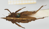CollectionObject 1518010; 98defca6-3fba-4f41-af35-8c3c44fd9c4e, NHMUK010924404: male, dorsal view (syntype). (CollectionObject).
