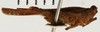 CollectionObject 1529938; NHRS NRM-ORTH 13119, 4cdaabfa-d1b6-4e05-8087-a1922bcdb00a: male, lateral view (paralectotype). (CollectionObject).