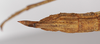 CollectionObject 1560203; dfbbd8a8-bc06-4456-b729-bfed6cc1503f: copyright ZMB, Berlin. female: end of abdomen, dorsal view of Promachus lobatipes (syntype). (CollectionObject).;CollectionObject 1560204; ea6c4cc5-cf97-4d39-93e4-7f27dc78540c: copyright ZMB, Berlin. female: end of abdomen, dorsal view of Promachus lobatipes (syntype). (CollectionObject).