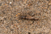 Brachyptera trifasciata (Pictet, 1832): (Otu).