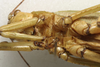 CollectionObject 1535078; c01a7bb7-e959-458c-a542-8c77e7c05b51: male sternum (lectotype). (CollectionObject).