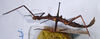 CollectionObject 1559812; 51d658e8-5609-49b2-8d3b-7bee711d7e8f: copyright NZSI, Calcutta. female (syntype). (CollectionObject).;CollectionObject 1559813; 49573d0e-b6b3-4e2b-9287-d178f0a4da29: copyright NZSI, Calcutta. female (syntype). (CollectionObject).