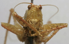 CollectionObject 1535204; b8d9cf98-030a-4367-94fd-2f8cddf12a30: male, frontal view (lectotype). (CollectionObject).