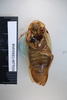 CollectionObject 1552806; NHMUK(SF IMPORT DUPLICATE) BMNH(E) 877036, ca5c8b45-00ab-4e8e-b67d-fc6a5cbe86e3: Copyright NHM, London. Lectotype female of Epilampra sinensis, ventral view. (CollectionObject).
