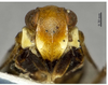 Head on Betacixius flagellihamus Zhang & Chen, 2011: (Observation).