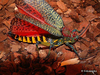 Phymateus (Phymateus) saxosus Coquerel, 1861: female (Madagascar). (Otu).