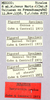 CollectionObject 1499451; 44c45e79-e6e6-40d5-a795-7a566f61b6de: labels (holotype). (CollectionObject).