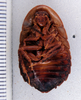 Hyporhicnoda humilior Hebard, 1933: Photo taken by Heidi Hopkins. (Otu).