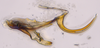 Aedeagus, lateral view: (Observation).