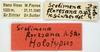 CollectionObject 1536152; 3741ee29-a0bd-4dbf-afc5-a060d5309ca1: labels (holotype). (CollectionObject).