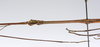 CollectionObject 1561638; ca7deb07-2648-450a-8683-7f3d5d29bbc7: copyright ZMUH, Hamburg. male: head & thorax, lateralal view of synonym Clitumnus laevigatus (syntype). (CollectionObject).