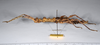 CollectionObject 1557793; 4bcf613c-602b-45ed-97af-3558a838294e: copyright ANSP. female, lateral view (syntype). (CollectionObject).