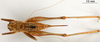 CollectionObject 1530838; 0c348f30-996d-4011-8975-5b52b77db849: female, dorsal view (paratype). (CollectionObject).