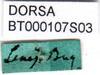 CollectionObject 1502442; c389ec07-12a2-4547-9f28-b994dae89fec: labels. (CollectionObject).
