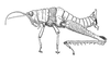 Cloephoracris festae (Giglio-Tos, 1897): Fig. 1B. female habitus. (Otu).