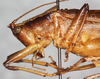 CollectionObject 1564281; 0ea3a610-1413-4230-96a9-e78539a76247: male, head and pronotum, lateral view. (CollectionObject).
