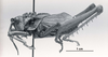 CollectionObject 1523898; 19306023-07f8-4691-8b07-d7c447e6b8df: male, lateral view (holotype). (CollectionObject).