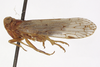 Habitus, lateral view: !! display not done !! on Xenoliarus placitus (Van Duzee, 1912): (Observation).
