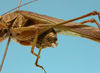 male, apex of the abdomen latero-ventral view (holotype). Depicts CollectionObject 1542806; 1bc8dcf1-960b-439d-99b9-eeea6cf72bbb, a CollectionObject.