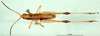 CollectionObject 1581347; 559ccb49-7a1c-4487-a31b-201b0ab208ec: male, dorsal view (paratype). (CollectionObject).