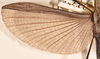 CollectionObject 1561454; 23e893d9-9a73-41bd-bcdb-62c55e4010cc: copyright OUMNH. male wings (syntype). (CollectionObject).;CollectionObject 1561455; d4690fb8-82db-4776-a5e6-00b5fb32a05f: copyright OUMNH. male wings (syntype). (CollectionObject).