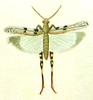 Aiolopus thalassinus thalassinus (Fabricius, 1781): Pl. IV, Fig. 3. male (from Charpentier 1825). (Otu).