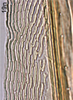 Ovipositor on Bretega furciverpa Stiller, 2017: Valvula I, medially. (Observation).