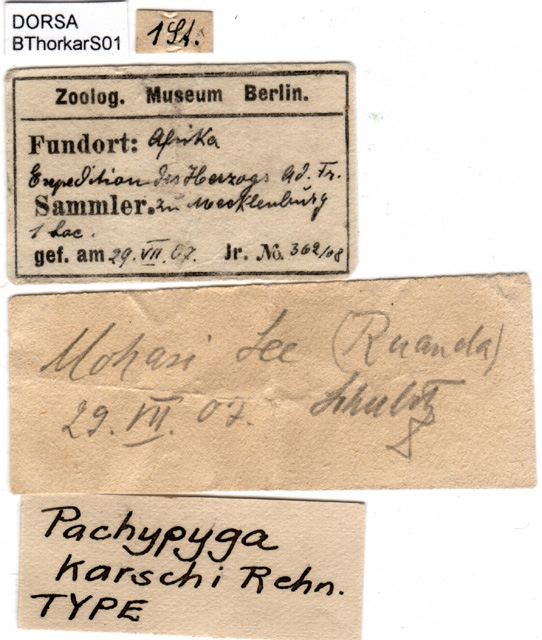 labels (holotype). Depicts CollectionObject 1500624; 15ae2a16-85cf-47bf-8bb9-4f60997c8ce5, a CollectionObject.